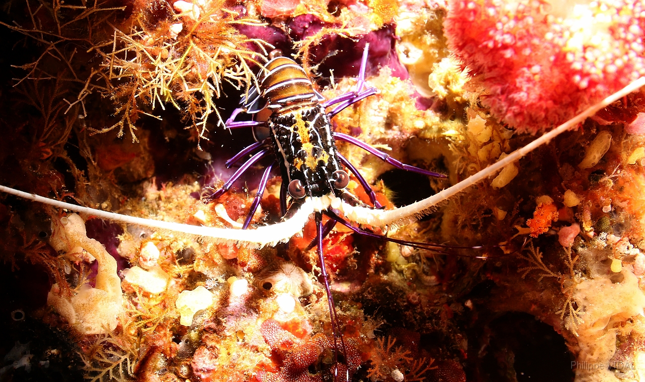 Raja Ampat 2016 - Panulirus versicolor - Painted spiny lobster - Langouste multicolore - Juvenile - IMG_4983_rc.jpg